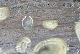 Slab Fossil Teredo (Shipworm Bored) Wood - England #63448-1
